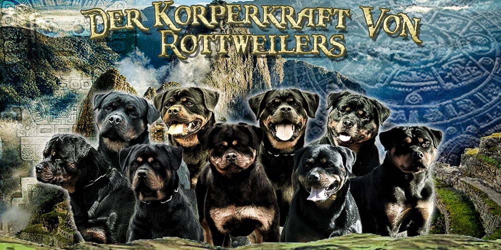 DKV Rottweilers