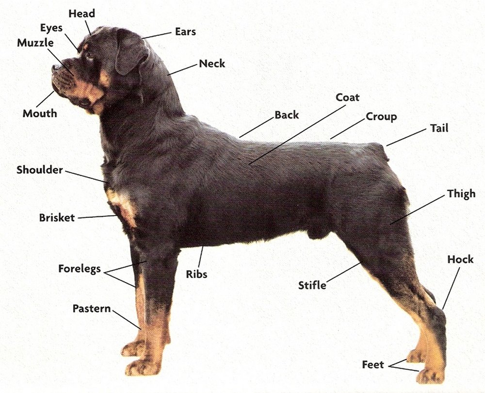 AKC Rottweiler Standards